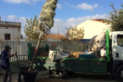 Plantada d'arbres al pati