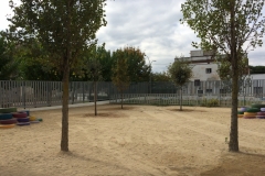 Plantada d'arbres al pati
