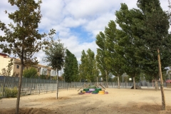 Plantada d'arbres al pati