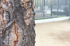 Plantada d'arbres al pati