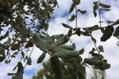 Plantada d'arbres al pati