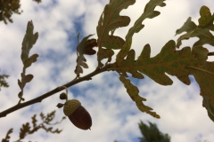 Plantada d'arbres al pati