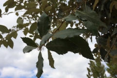 Plantada d'arbres al pati